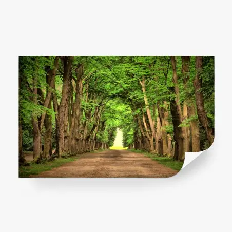 Wall mural sunlit tree-lined avenue • Wallissimo®