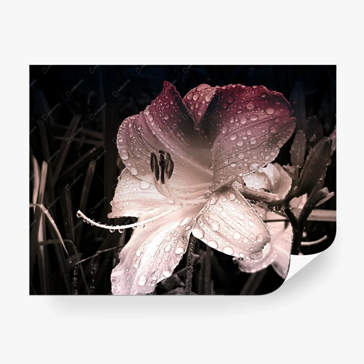 Wall mural dew-kissed pink lily close-up • Wallissimo®