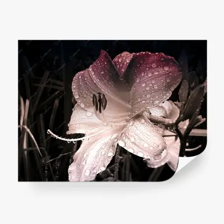 Wall mural dew-kissed pink lily close-up • Wallissimo®