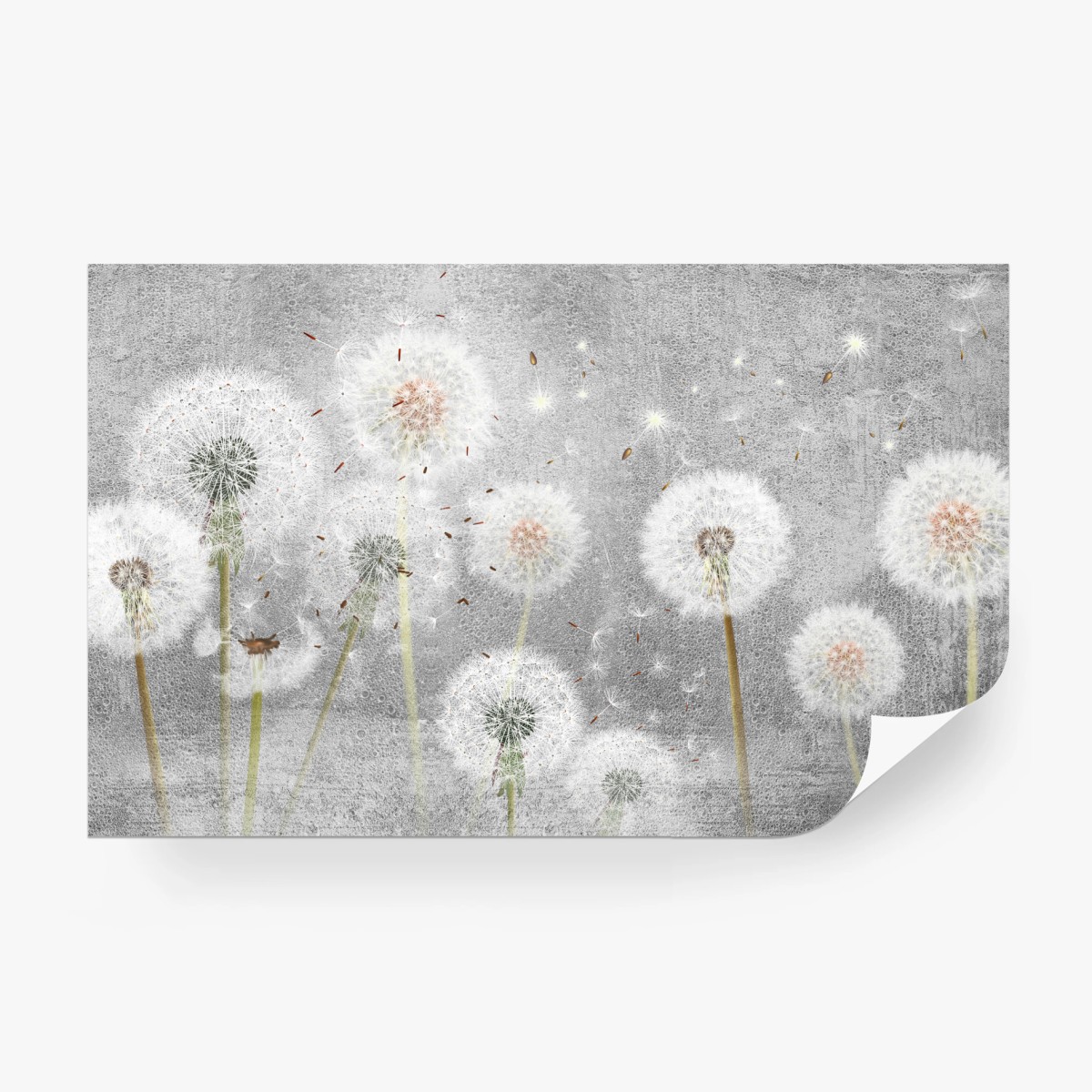 Wall mural delicate dandelion seeds on textured gray background • Wallissimo®