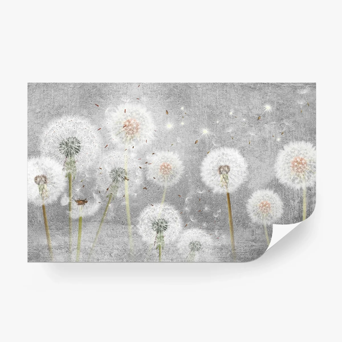 Wall mural delicate dandelion seeds on textured gray background • Wallissimo® Wall mural delicate dandelion seeds on textured gray background • Wallissimo®