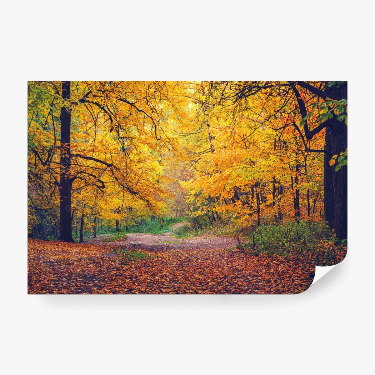 Wall mural golden autumn pathway in forest • Wallissimo®