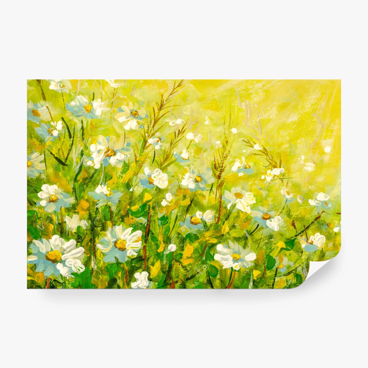 Wall mural sunlit chamomile meadow • Wallissimo®