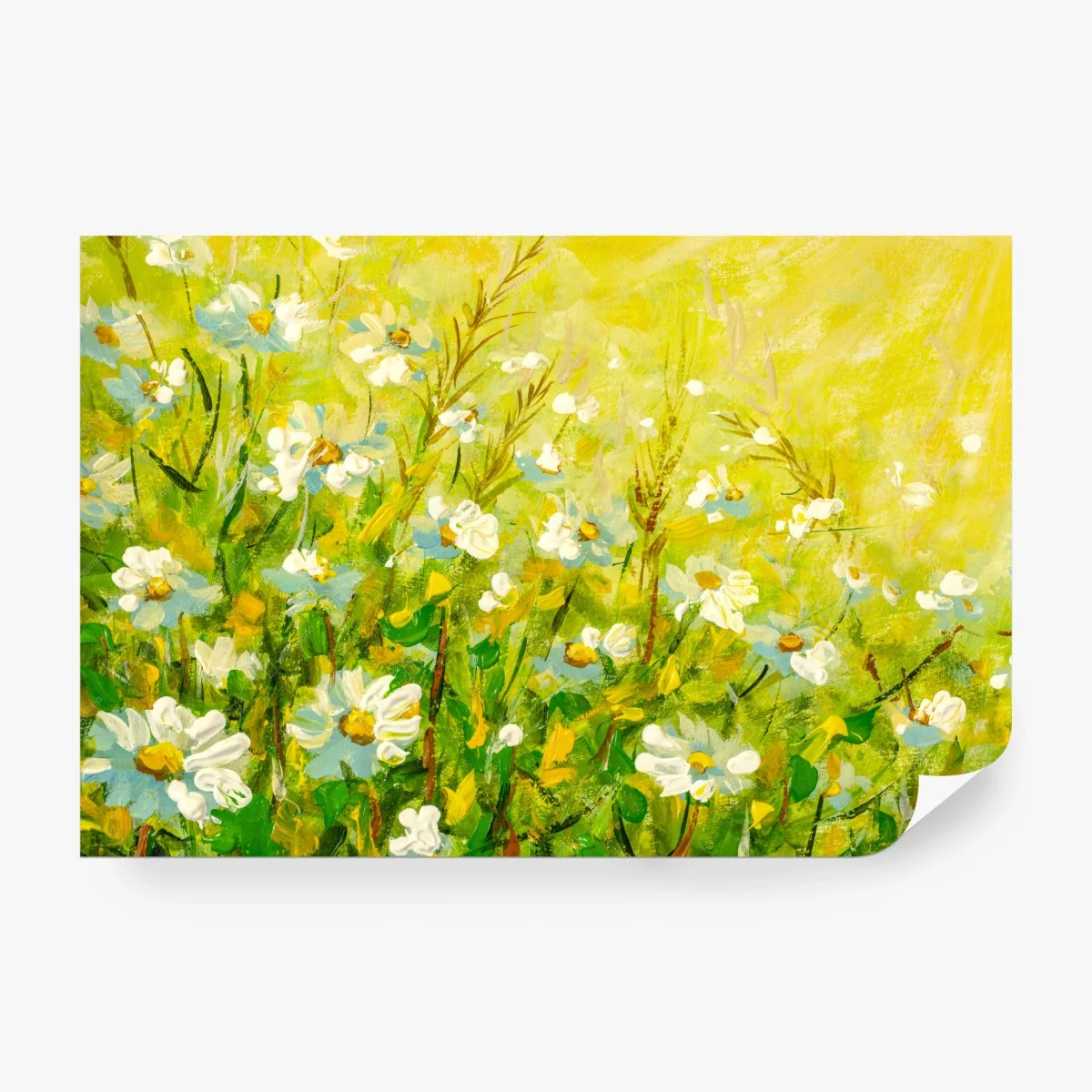 Wall mural sunlit chamomile meadow • Wallissimo®
