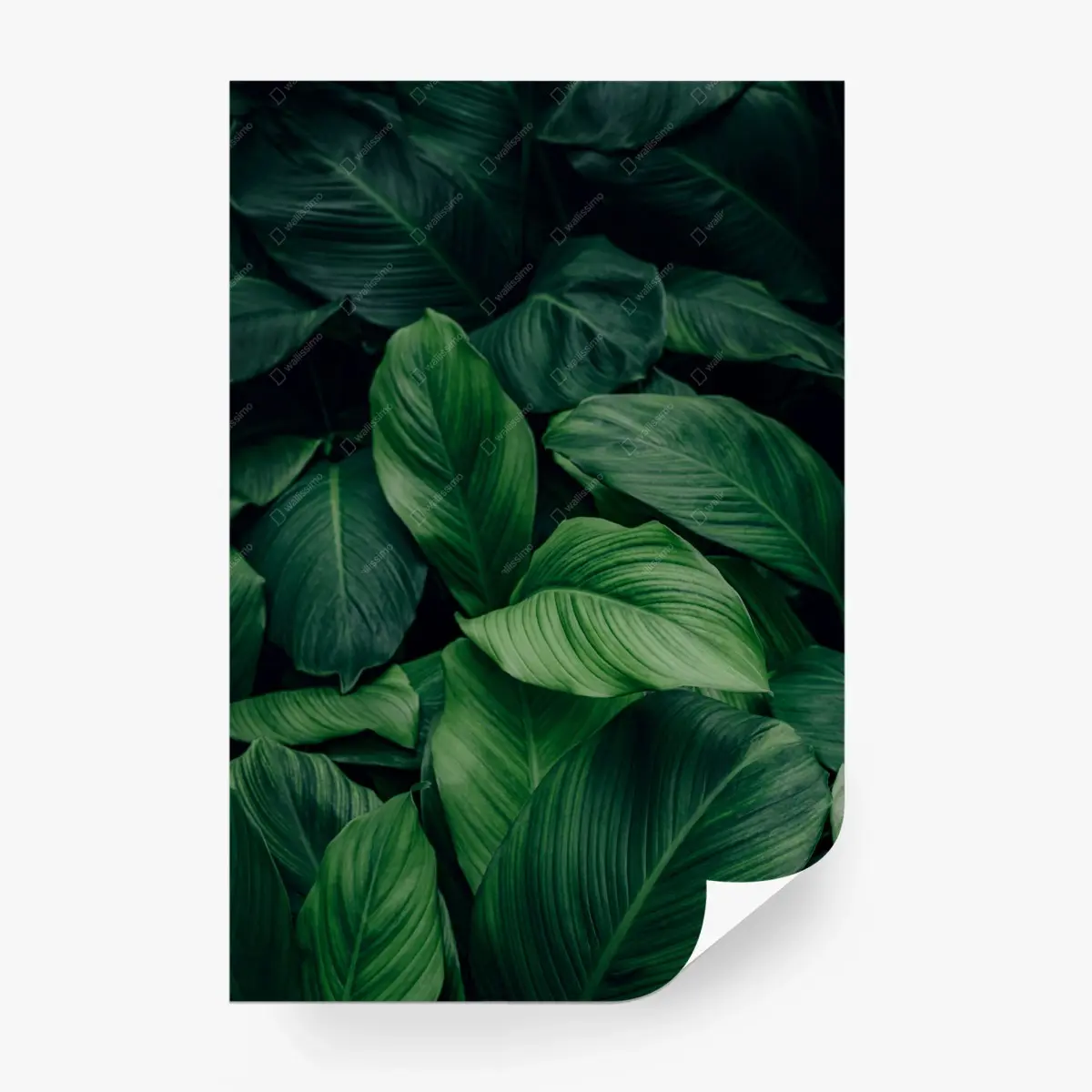 Wall mural lush tropical leaves wall art • Wallissimo®