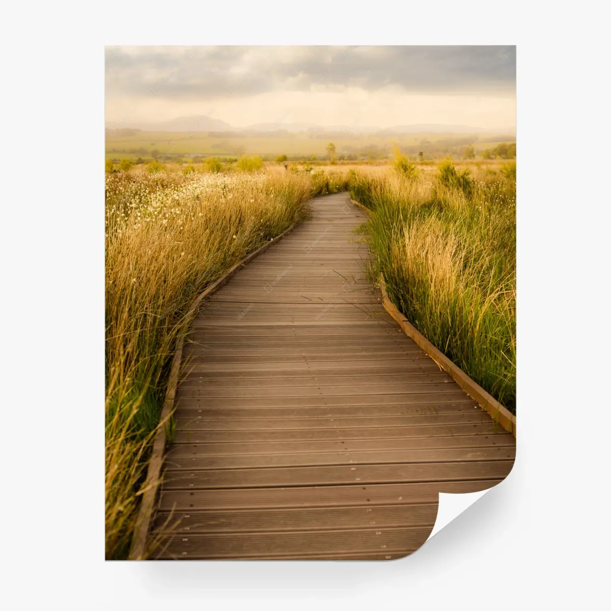 Wall mural sunlit boardwalk through a golden meadow • Wallissimo®