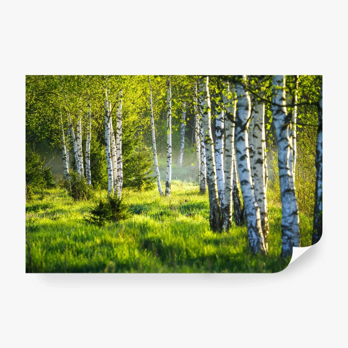 Wall mural birch lane in spring sunlight • Wallissimo® Wall mural birch lane in spring sunlight • Wallissimo®