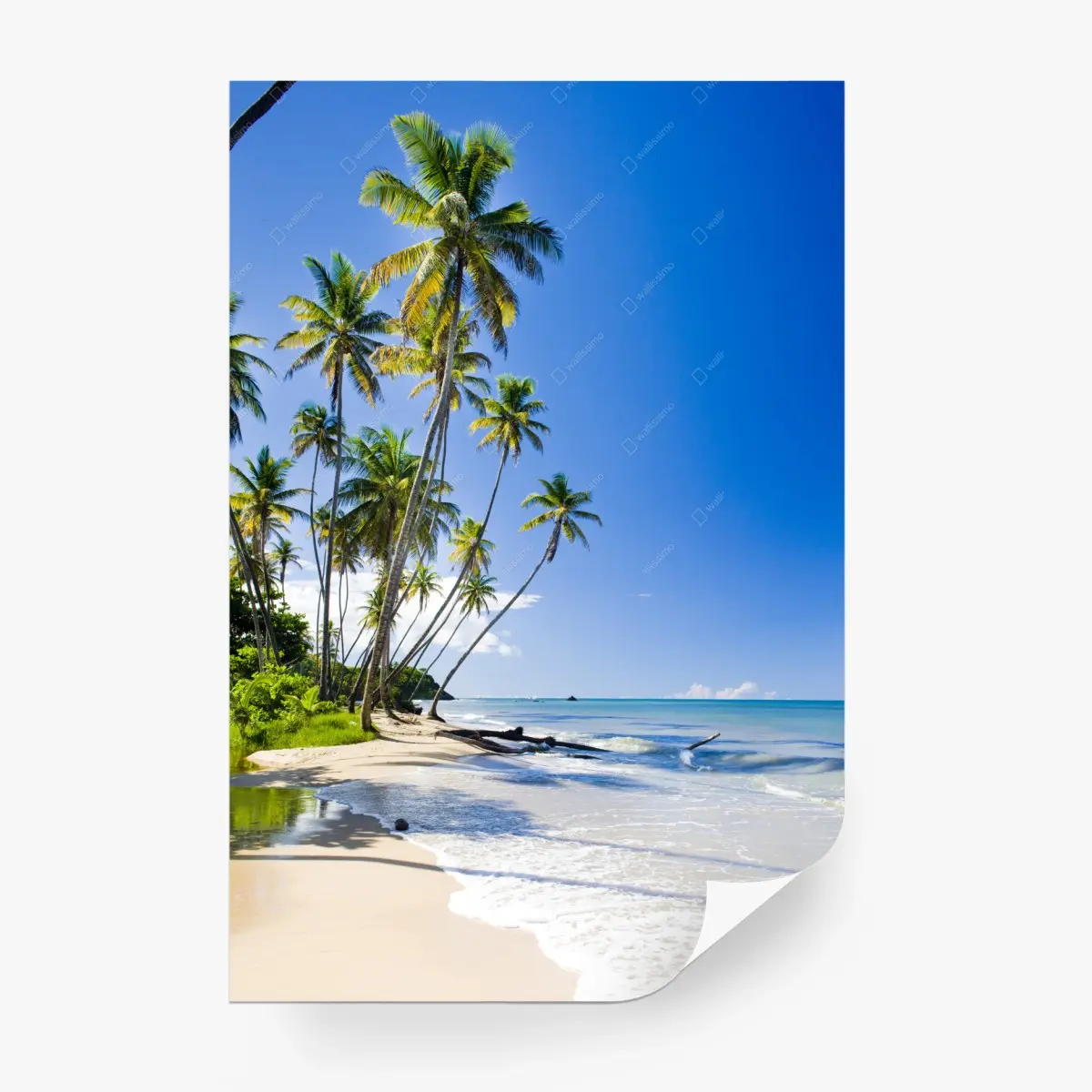 Wall mural tropical palm beach under blue sky • Wallissimo®