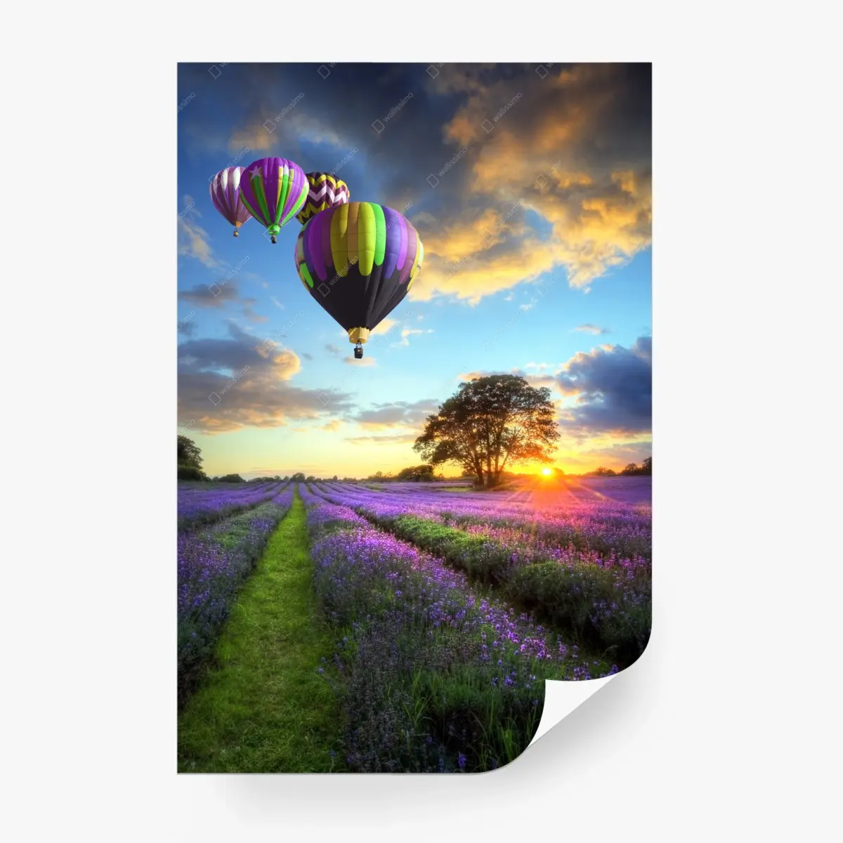 Wall mural lavender sunset with hot air balloons • Wallissimo®