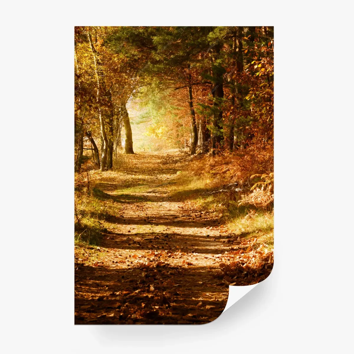 Wall mural autumn forest path with golden sunlight • Wallissimo®