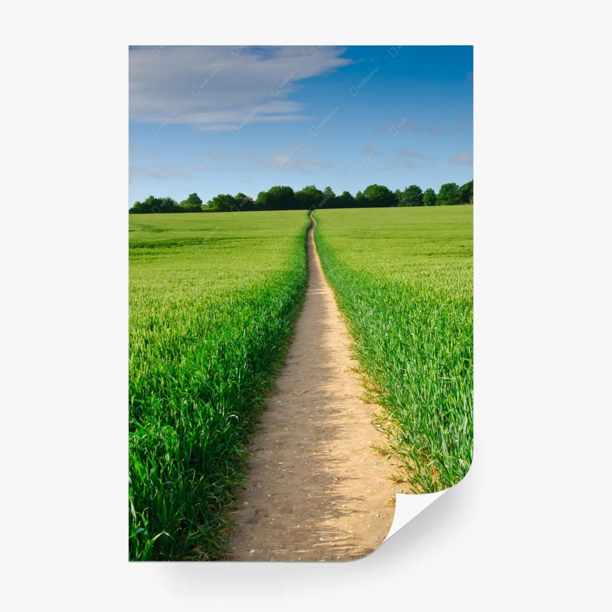 Wall mural sunlit path through green meadow • Wallissimo®