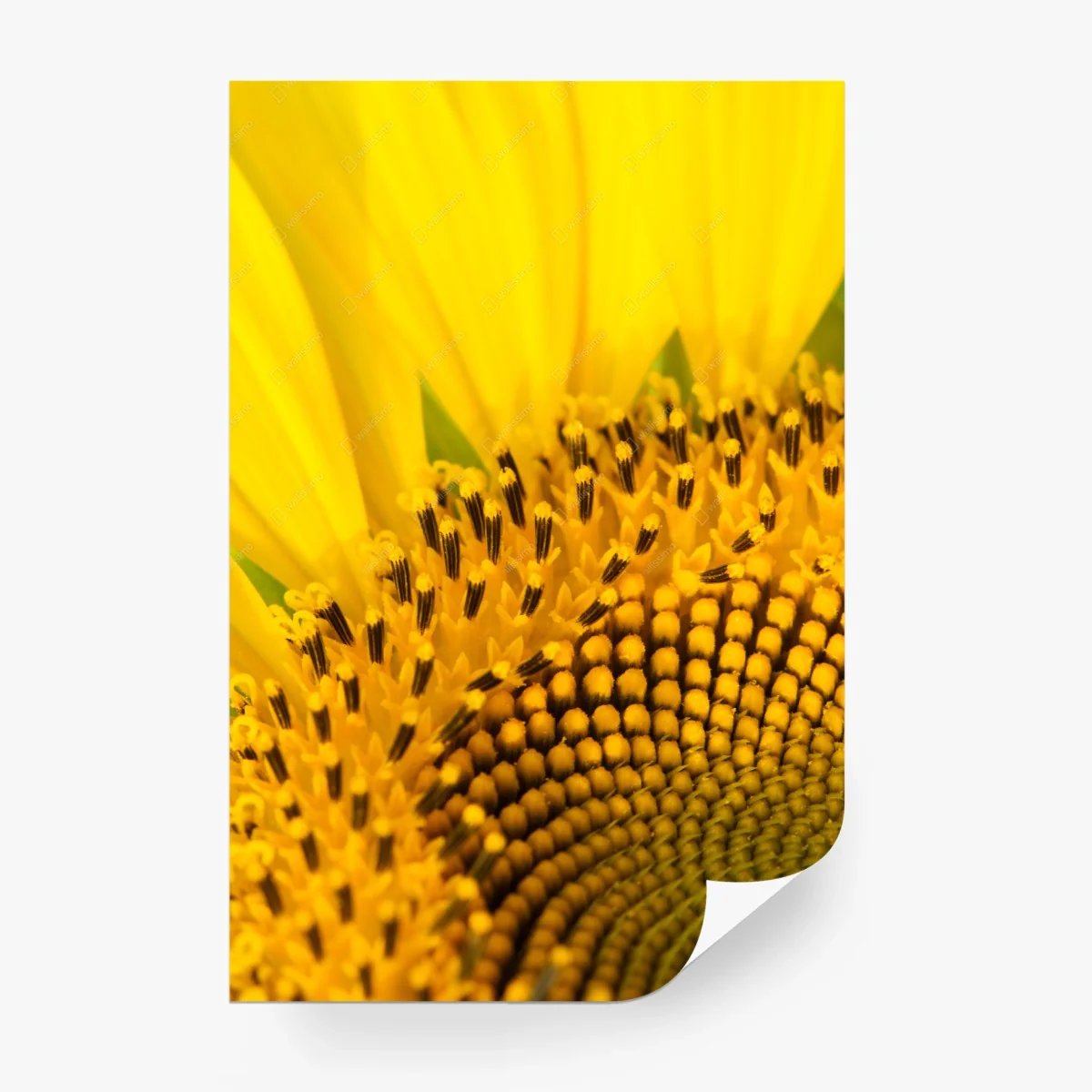 Wall mural golden sunflower close-up • Wallissimo®