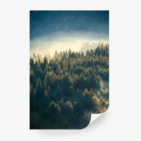 Wall mural misty pine forest at dawn • Wallissimo®