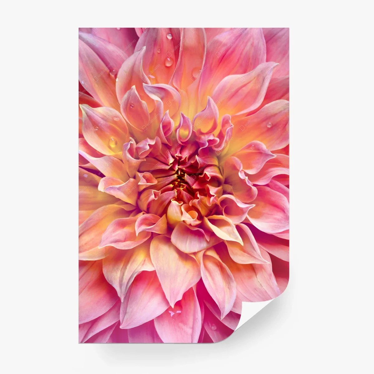 Wall mural pink dahlia bloom close-up • Wallissimo® Wall mural pink dahlia bloom close-up • Wallissimo®
