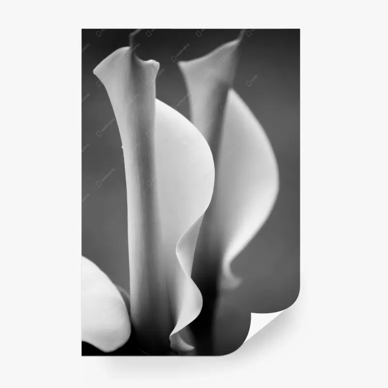 Wall mural • Wallissimo®