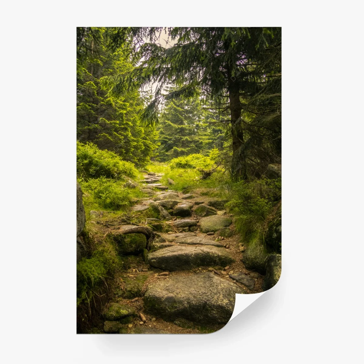 Wall mural serene forest path through evergreen woods • Wallissimo® Wall mural serene forest path through evergreen woods • Wallissimo®