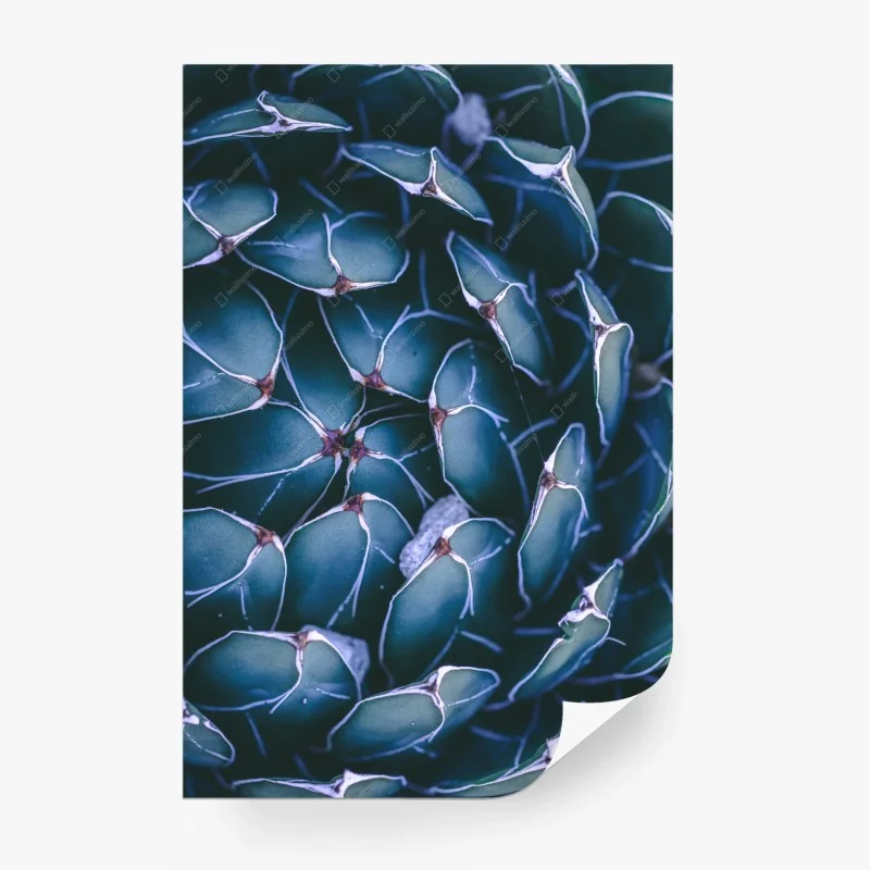 Wall mural geometric turquoise succulent close-up