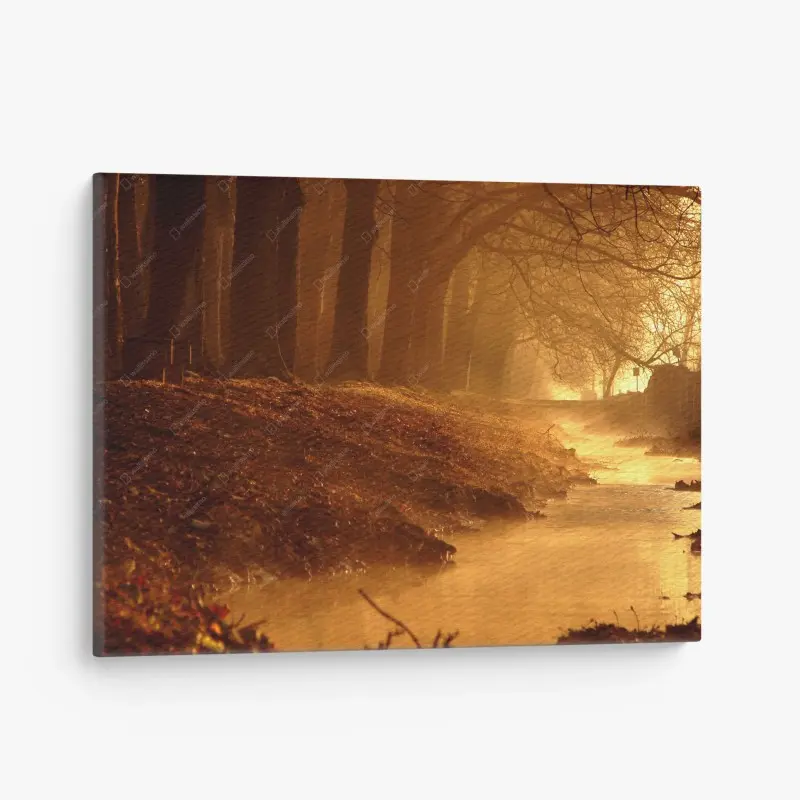 Canvas print golden morning forest stream