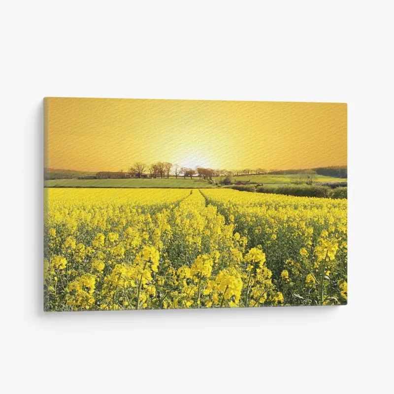 Canvas print golden rapeseed field at sunset