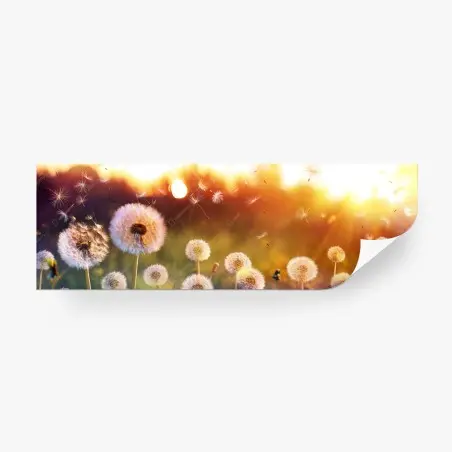 Wall mural golden dandelion meadow at sunset • Wallissimo®