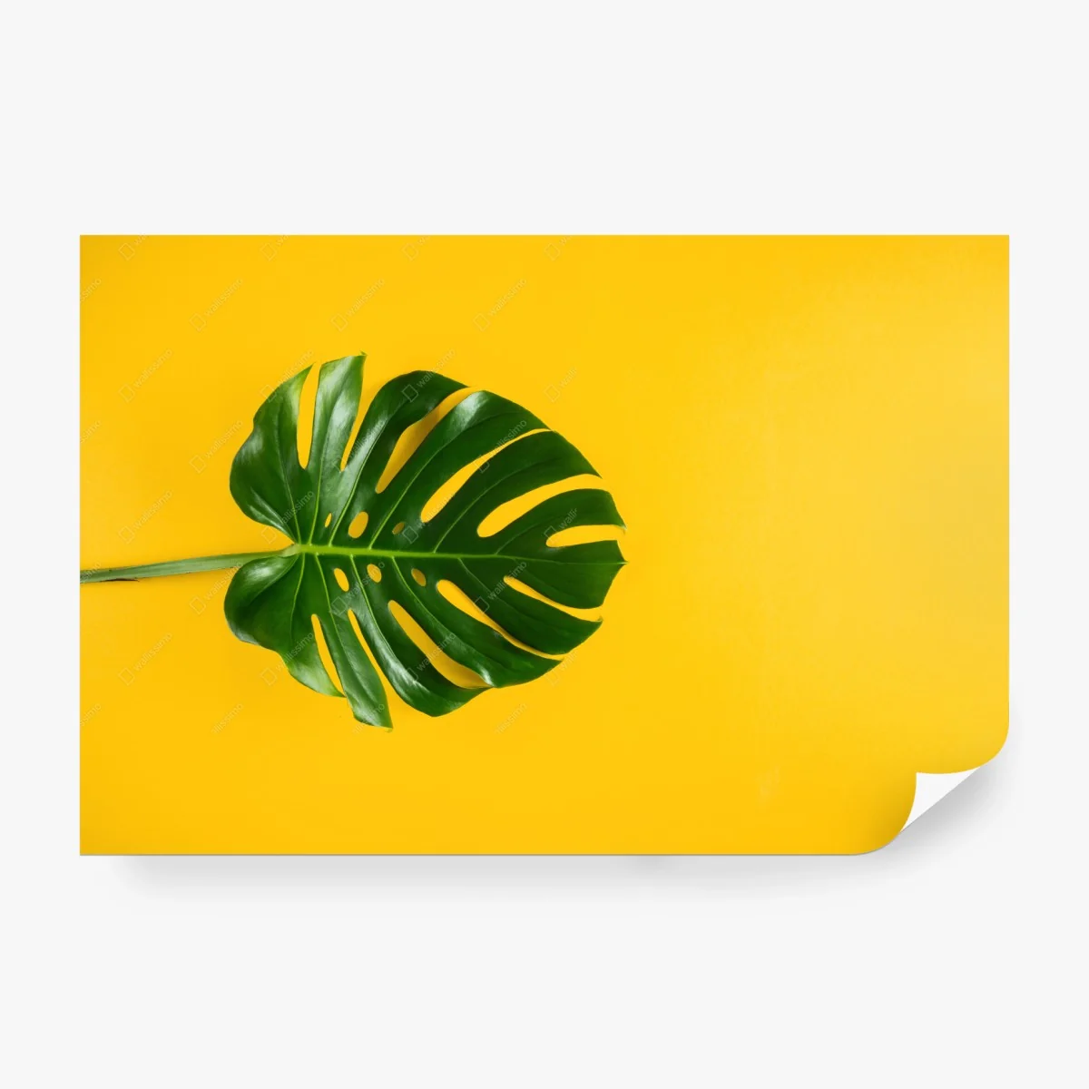 Wall mural monstera leaf on vibrant yellow background • Wallissimo® Wall mural monstera leaf on vibrant yellow background • Wallissimo®