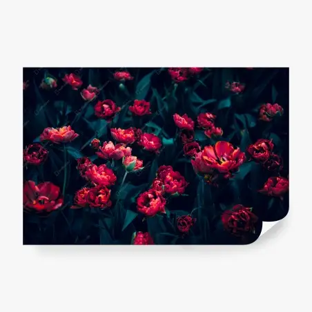 Wall mural moody crimson tulip garden • Wallissimo®
