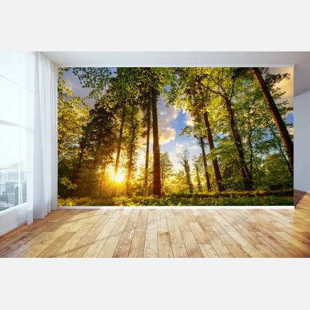 Wall mural sunlit forest path at golden hour • Wallissimo®