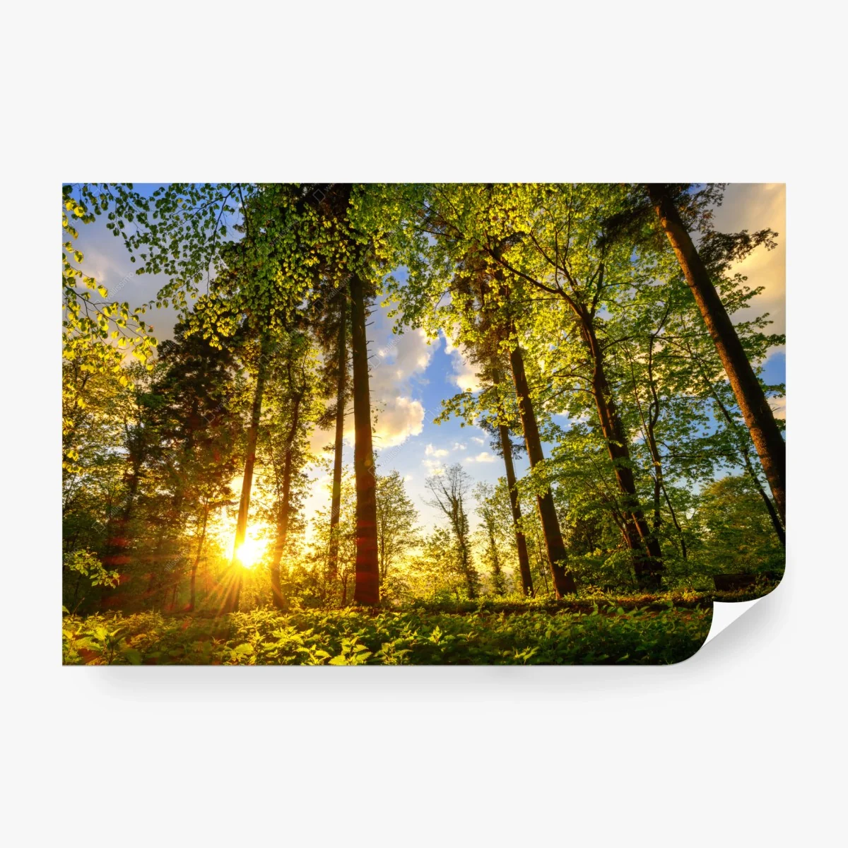 Wall mural sunlit forest path at golden hour • Wallissimo®