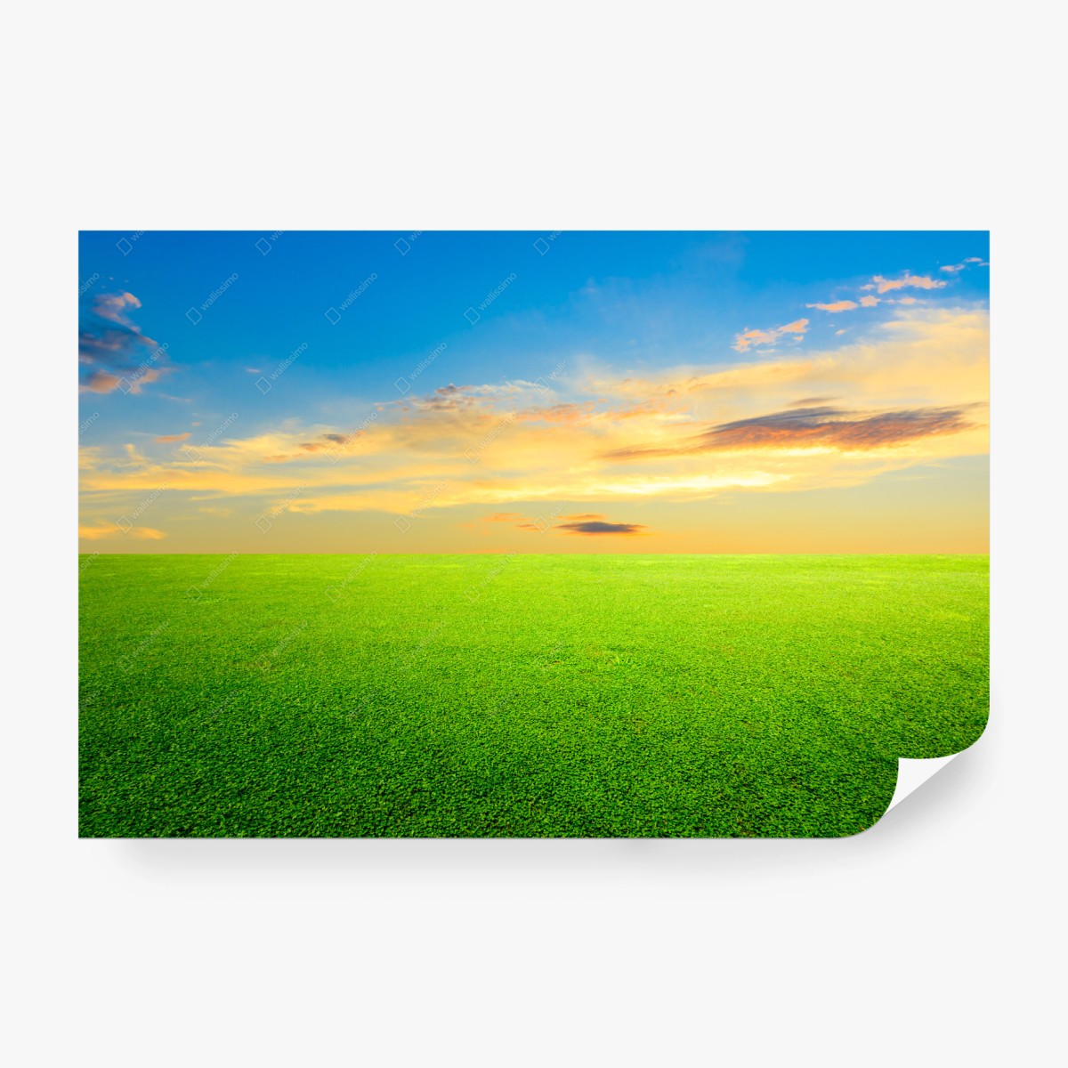 Wall mural sunset over green meadow • Wallissimo®