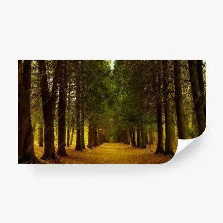 Wall mural tranquil forest avenue • Wallissimo®