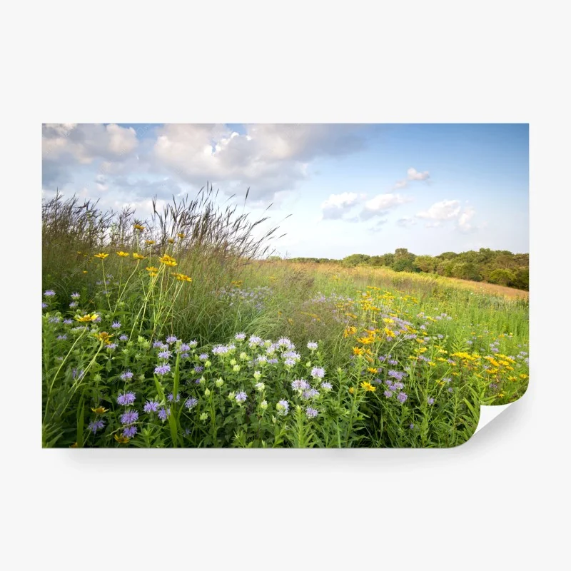 Wall mural sunlit rolling green hills with cypress trees • Wallissimo®