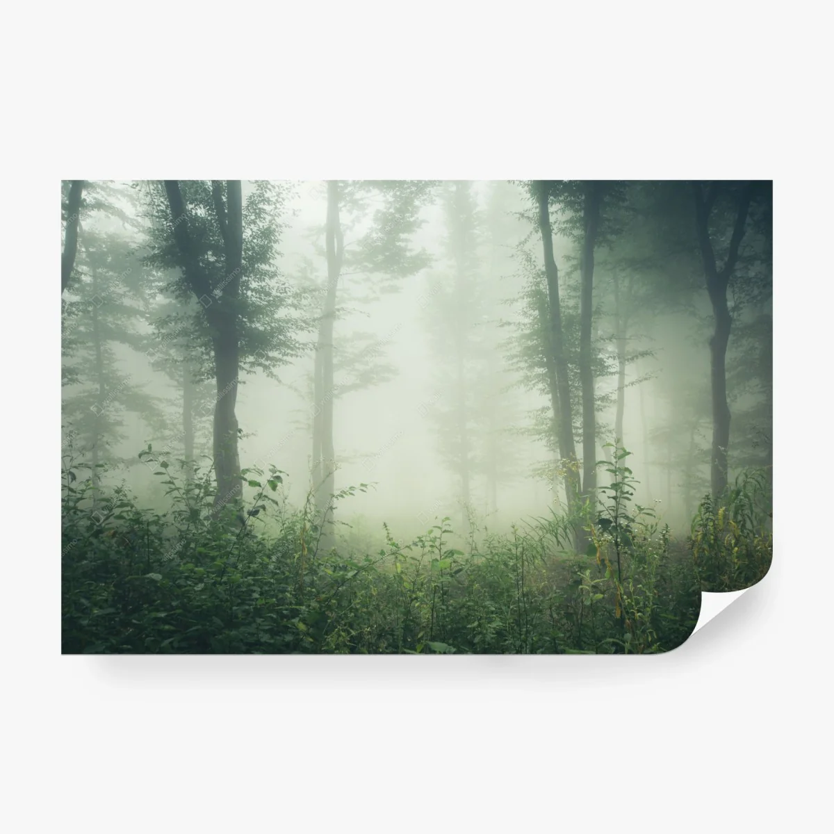 Wall mural misty forest morning • Wallissimo® Wall mural misty forest morning • Wallissimo®