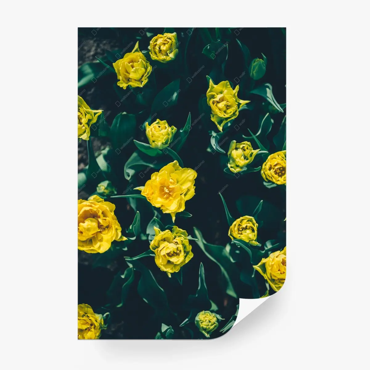 Wall mural vibrant yellow tulip blooms • Wallissimo®