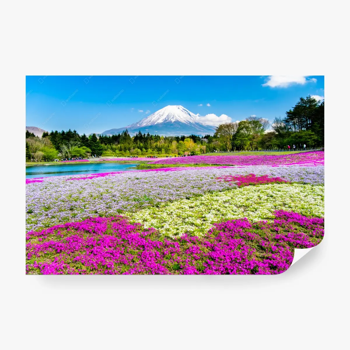 Wall mural Mount Fuji and shibazakura meadow • Wallissimo®