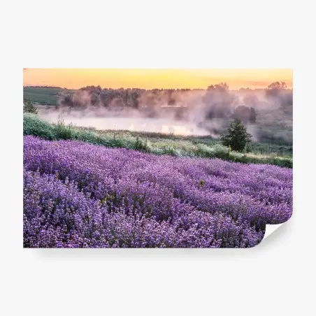 Wall mural misty lavender field at dawn • Wallissimo®