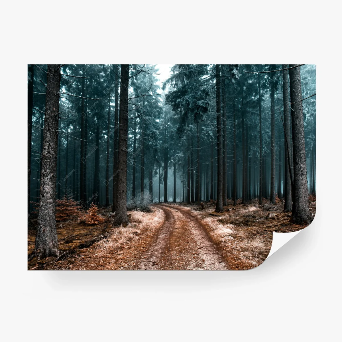 Wall mural misty forest path through evergreen woods • Wallissimo® Wall mural misty forest path through evergreen woods • Wallissimo®