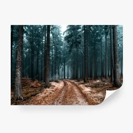Wall mural misty forest path through evergreen woods • Wallissimo®