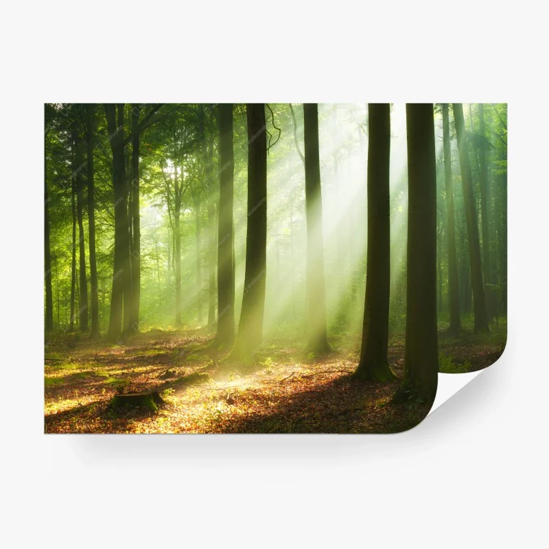 Wall mural sunlit morning forest