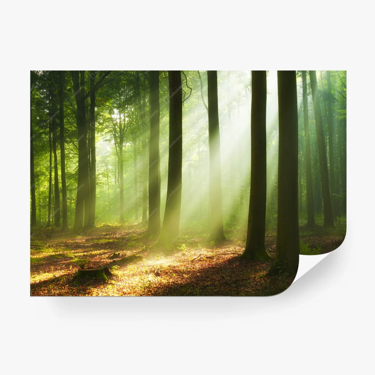 Wall mural sunlit morning forest • Wallissimo® Wall mural sunlit morning forest • Wallissimo®
