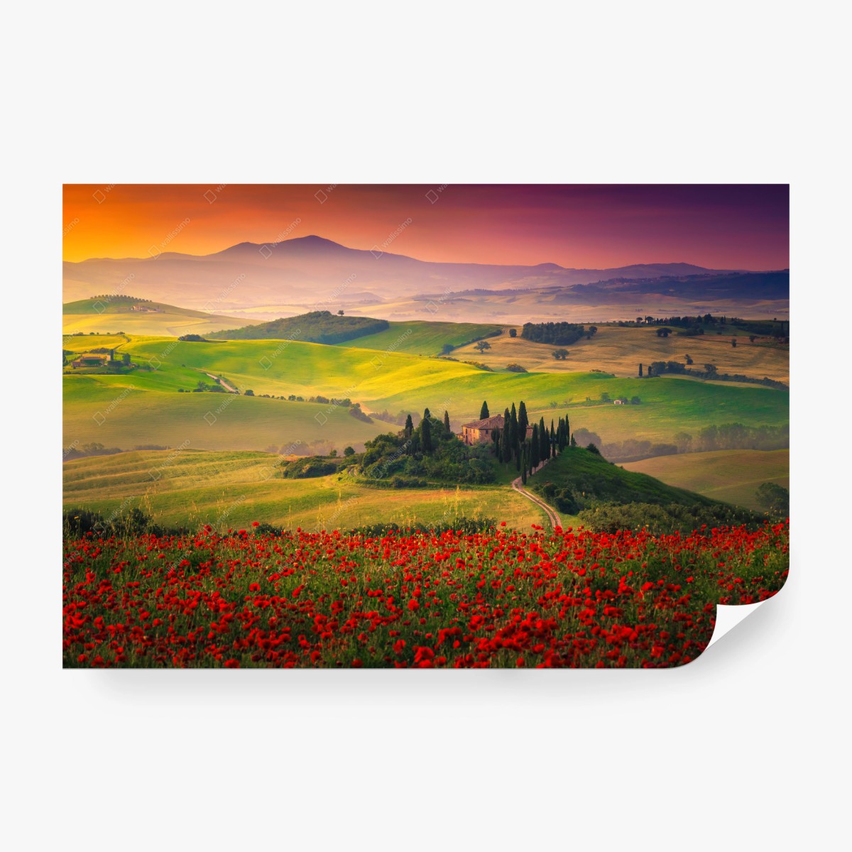 Wall mural Tuscany poppy fields at sunset • Wallissimo®