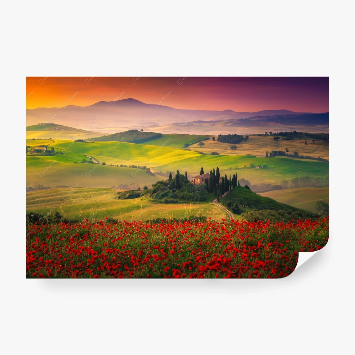 Wall mural Tuscany poppy fields at sunset • Wallissimo® Wall mural Tuscany poppy fields at sunset • Wallissimo®