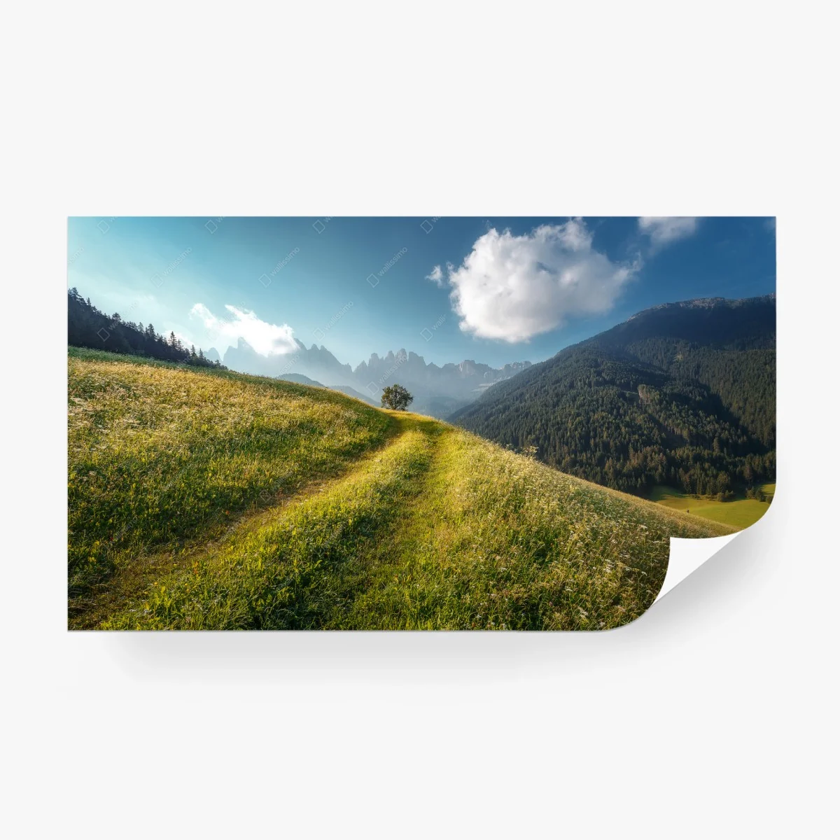 Wall mural idyllic alpine meadow in the Dolomites • Wallissimo®