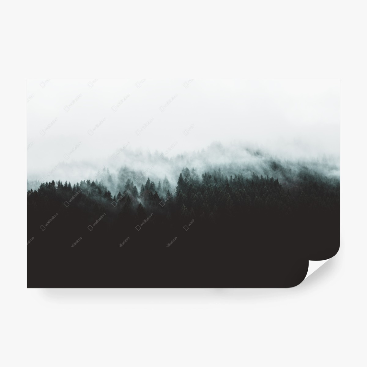 Wall mural misty forest silhouette • Wallissimo®