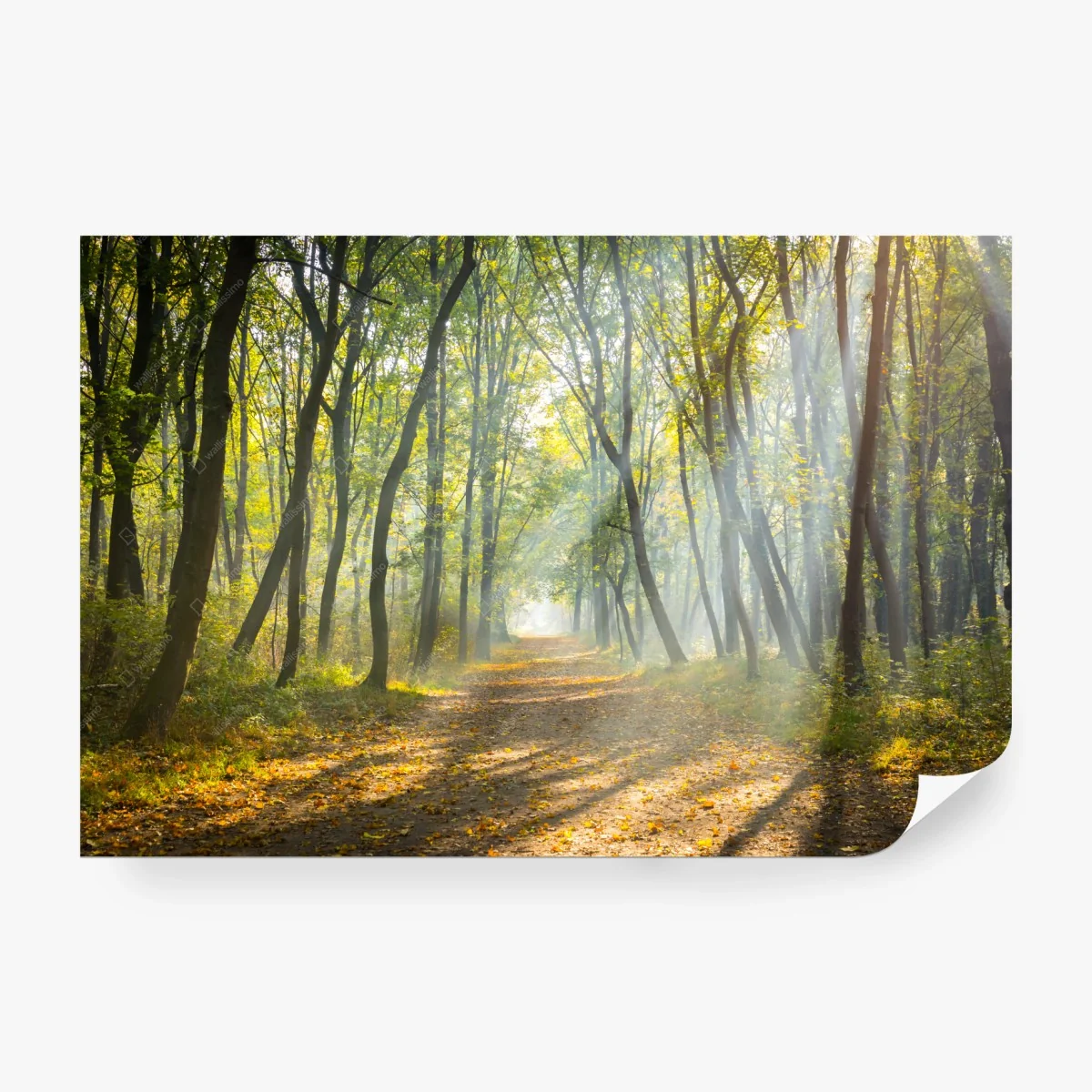 Wall mural misty forest path with sun rays • Wallissimo®