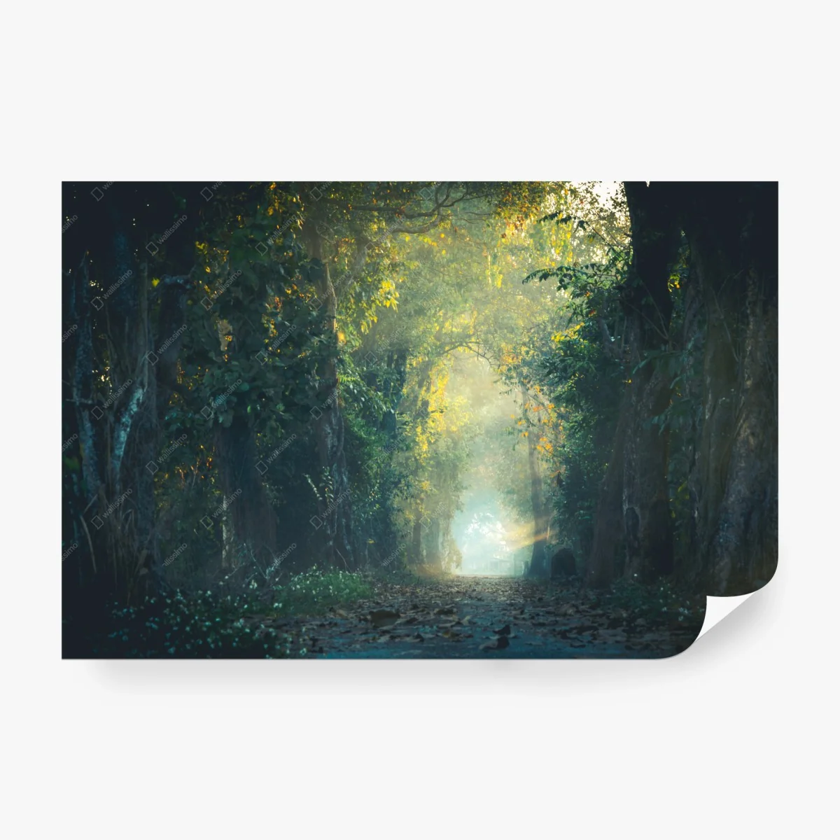 Wall mural enchanted forest path with sunbeam • Wallissimo® Wall mural enchanted forest path with sunbeam • Wallissimo®