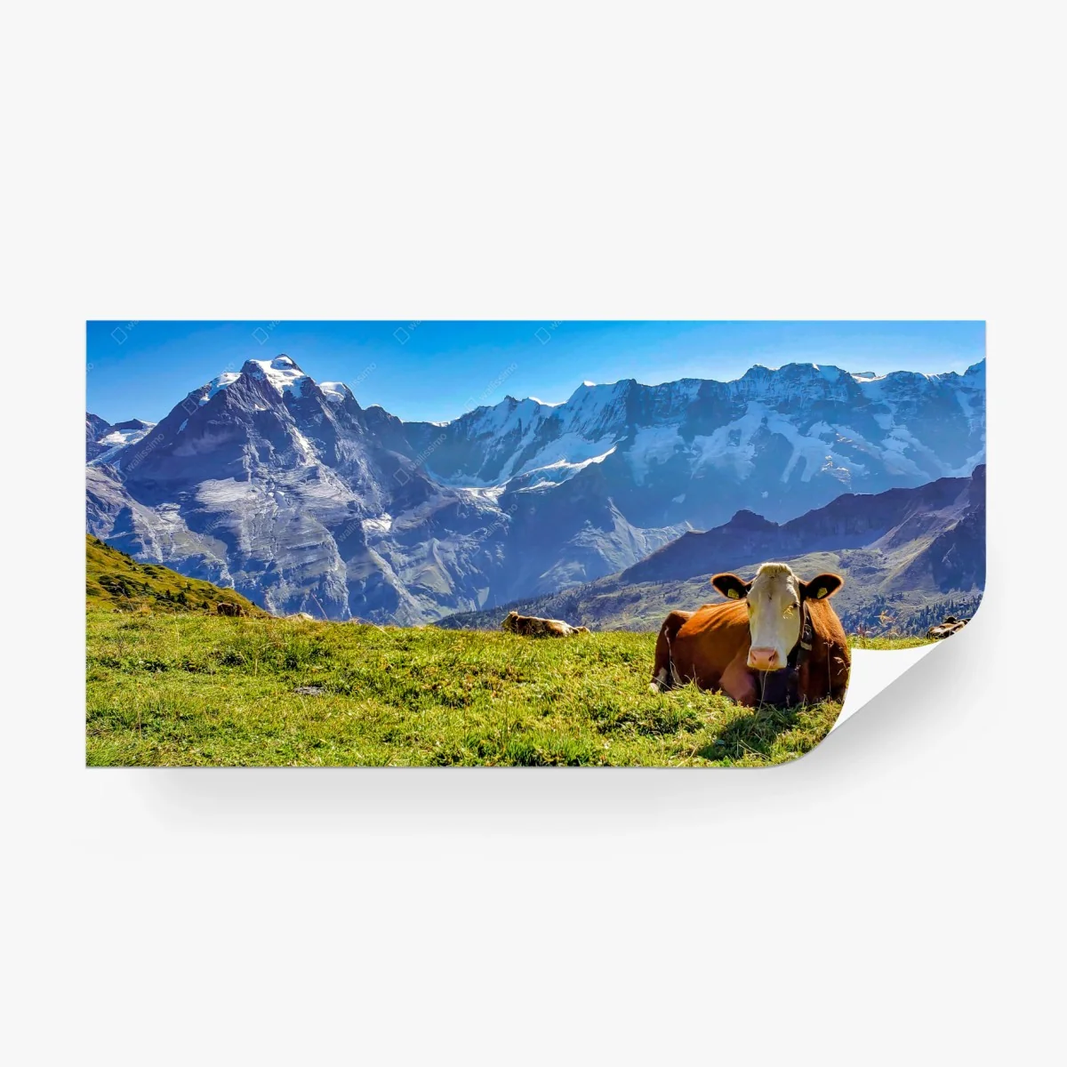 Wall mural alpine meadow with resting cow • Wallissimo® Wall mural alpine meadow with resting cow • Wallissimo®