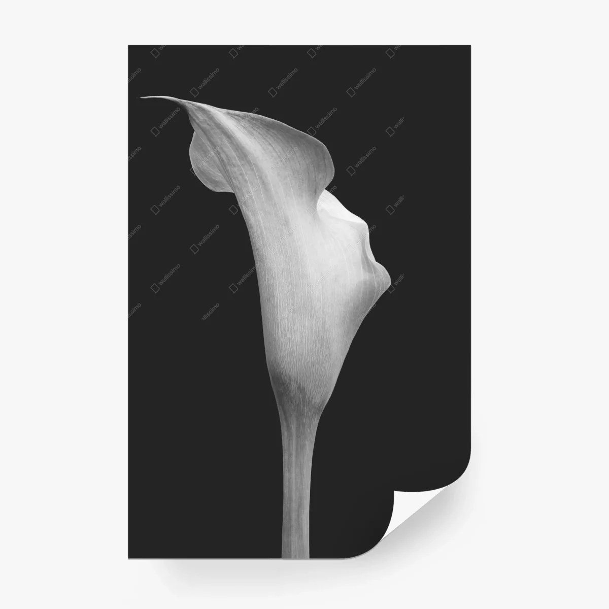 Wall mural graceful calla lily in grayscale • Wallissimo® Wall mural graceful calla lily in grayscale • Wallissimo®