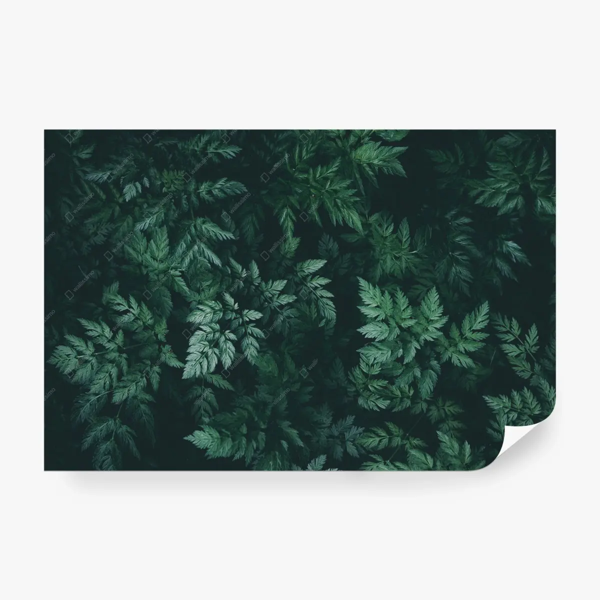 Wall mural deep green fern foliage • Wallissimo®