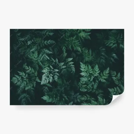 Wall mural deep green fern foliage • Wallissimo®
