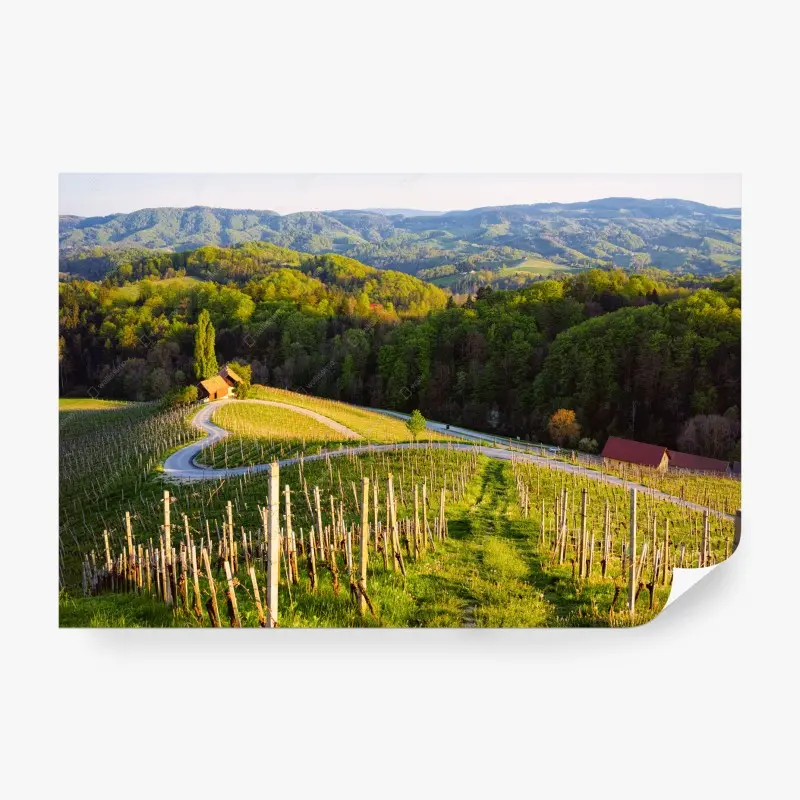 Wall mural lush vineyard landscape with winding road